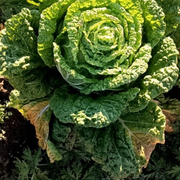 黄心大白菜
