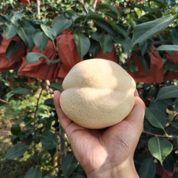 山农酥梨