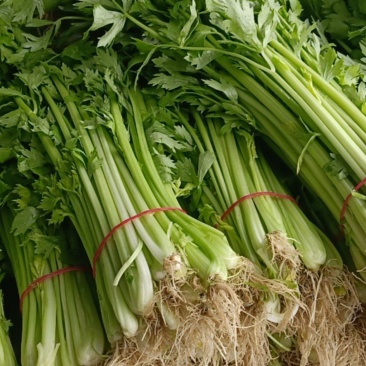 常年代收黄瓜茄子花菜白菜莴苣长豆角西芹
