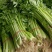 常年代收黄瓜茄子花菜白菜莴苣长豆角西芹