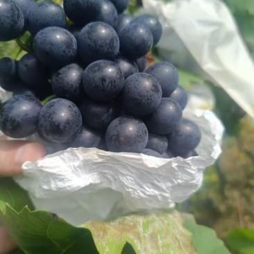 贵州高山紫王葡萄