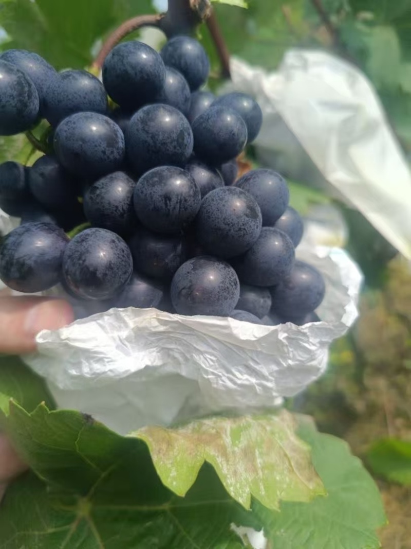贵州高山紫王葡萄