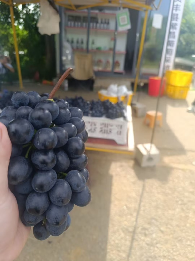 贵州高山紫王葡萄