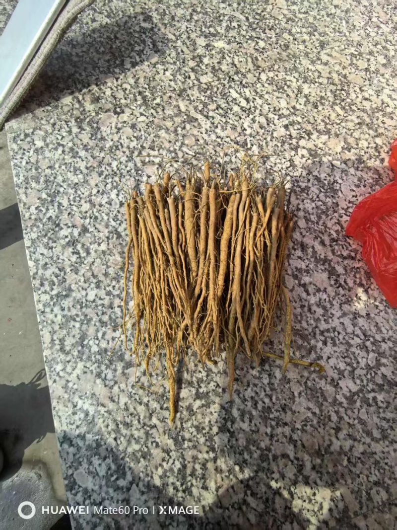高品质牡丹苗，芍药苗