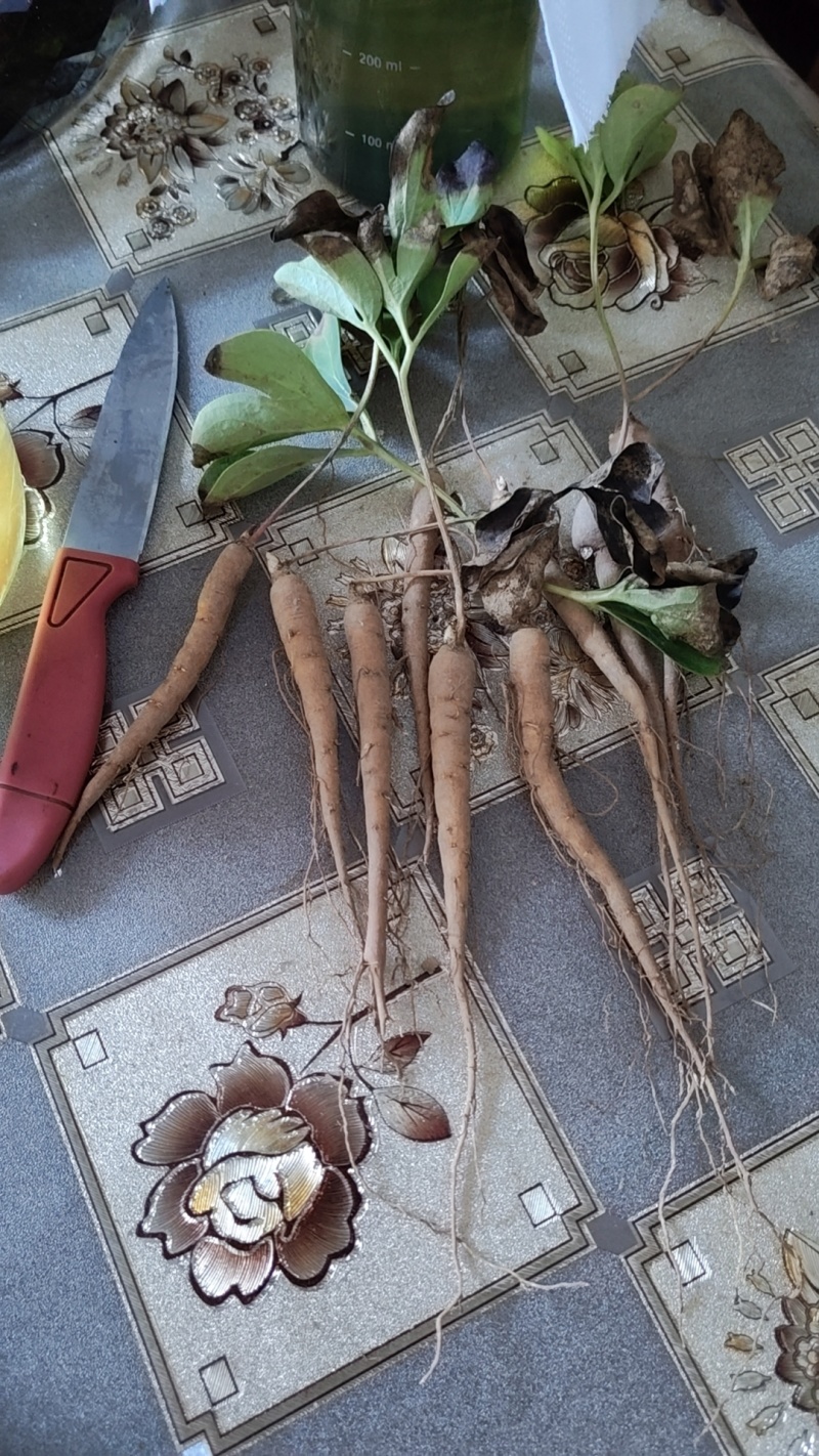 高品质牡丹苗，芍药苗