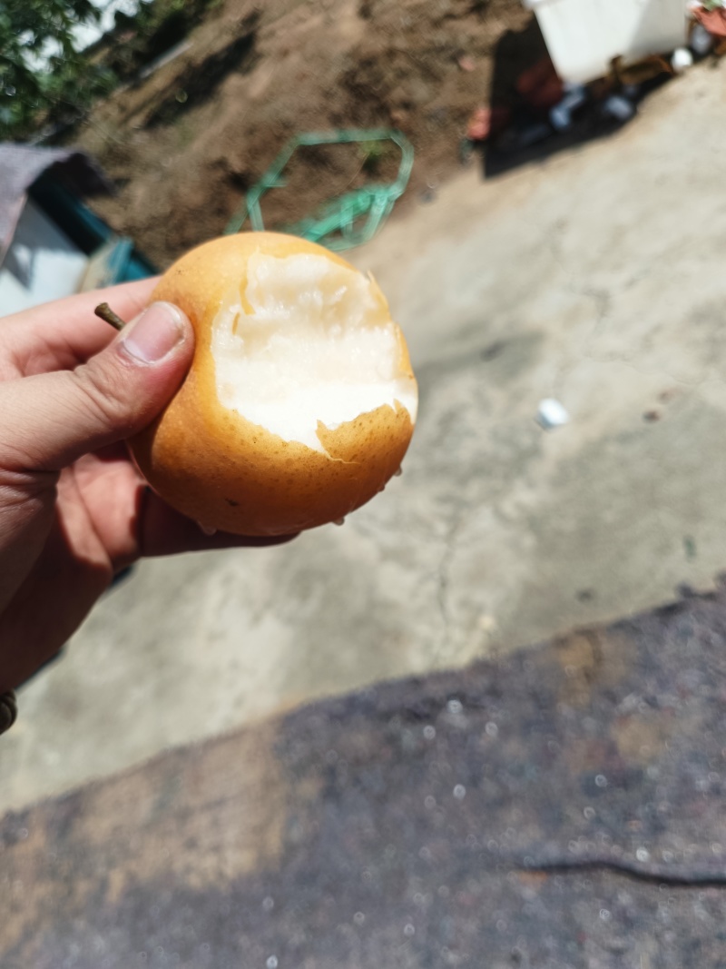 秋月梨电商一件代发