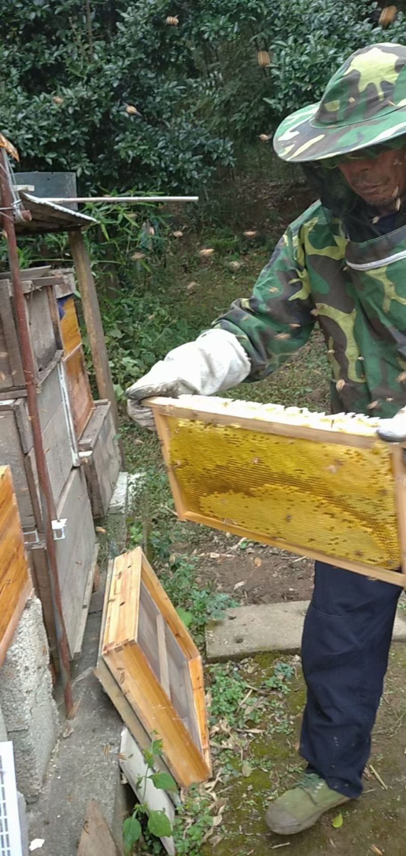 宜昌三峡大山里的中蜂土蜂蜜