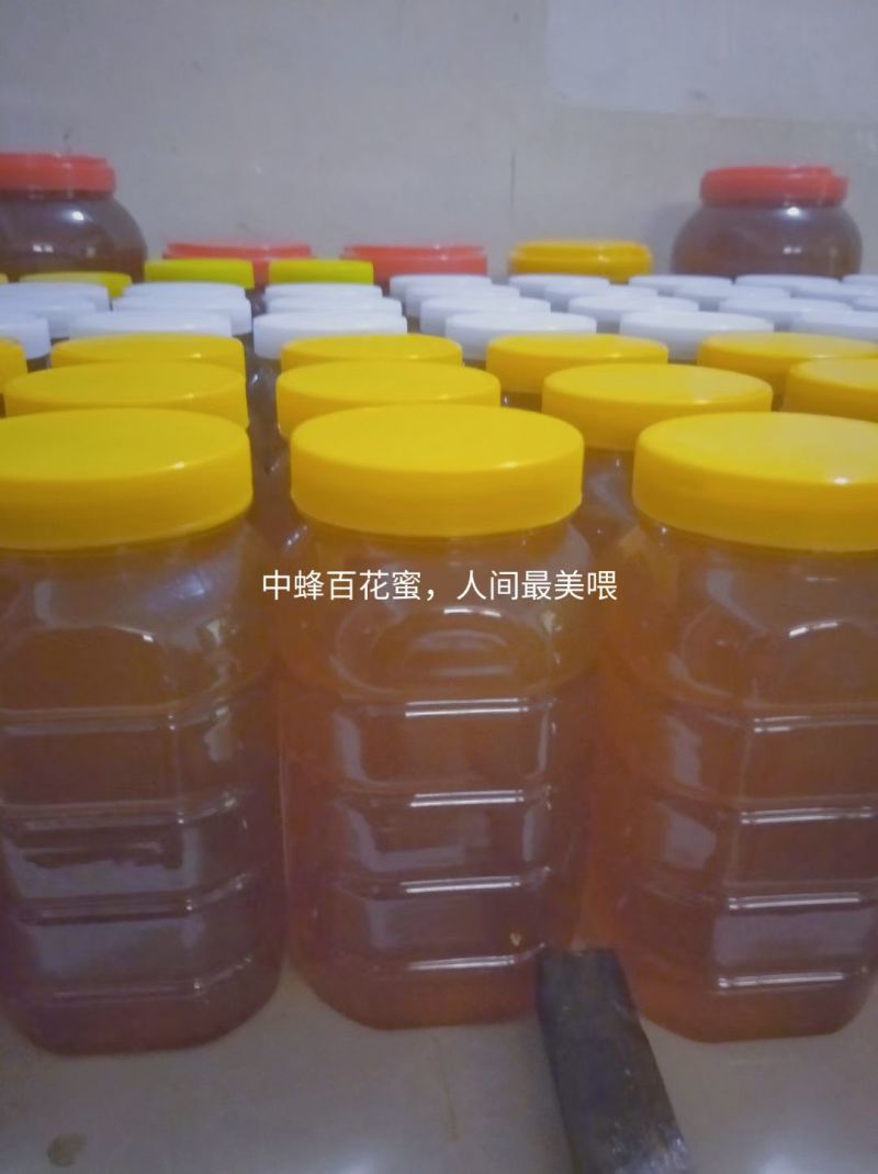 宜昌三峡大山里的中蜂土蜂蜜