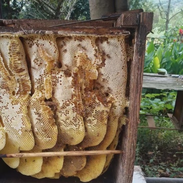 宜昌三峡大山里的中蜂土蜂蜜