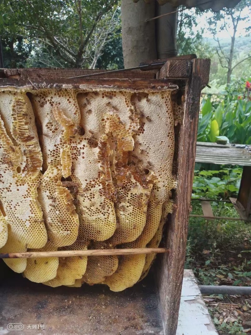 宜昌三峡大山里的中蜂土蜂蜜
