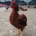 林地散养鸡
