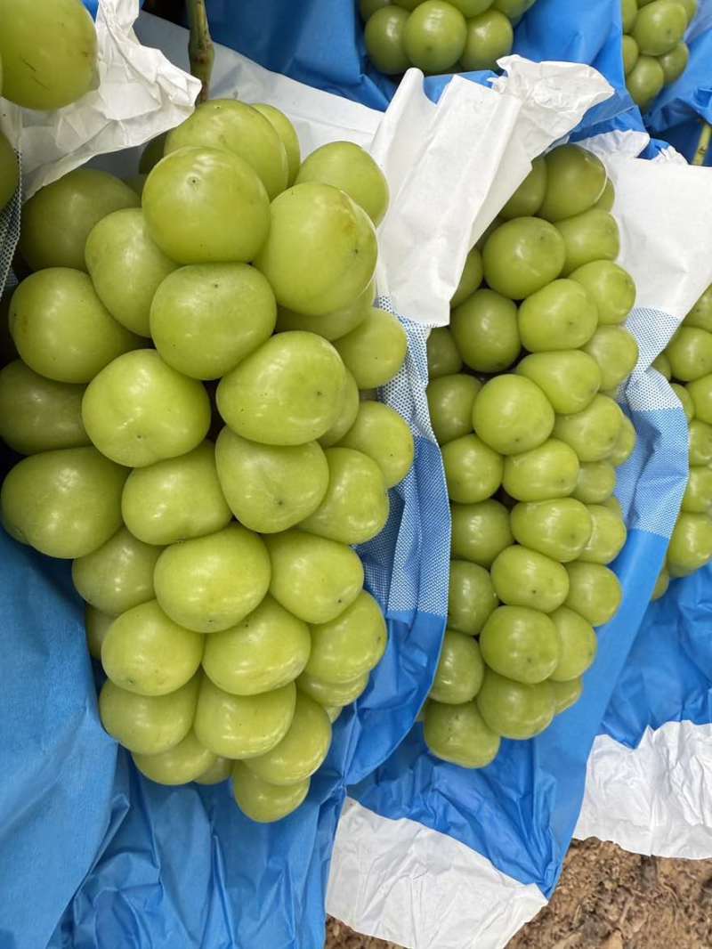 精品，通货大量上市