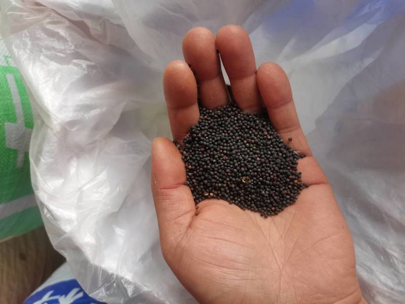自家种的油菜籽