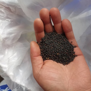 自家种的油菜籽