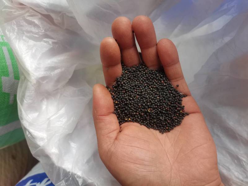 自家种的油菜籽