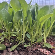 鸡毛菜