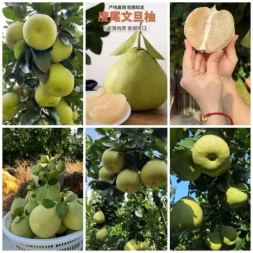 仙游度尾文旦柚场地直接采摘发货