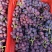 三四五公分左右葡萄树，各种树形。谁需要可联系。