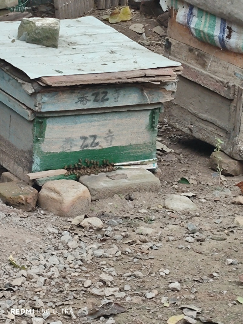 土蜂蜜