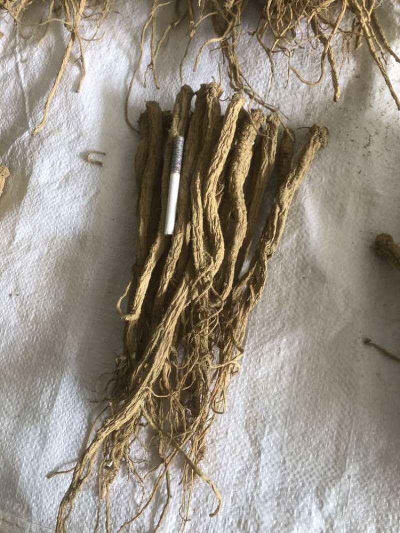 板桥党参特级精品：直径1.3以上电商货，土特产货，零售礼品货