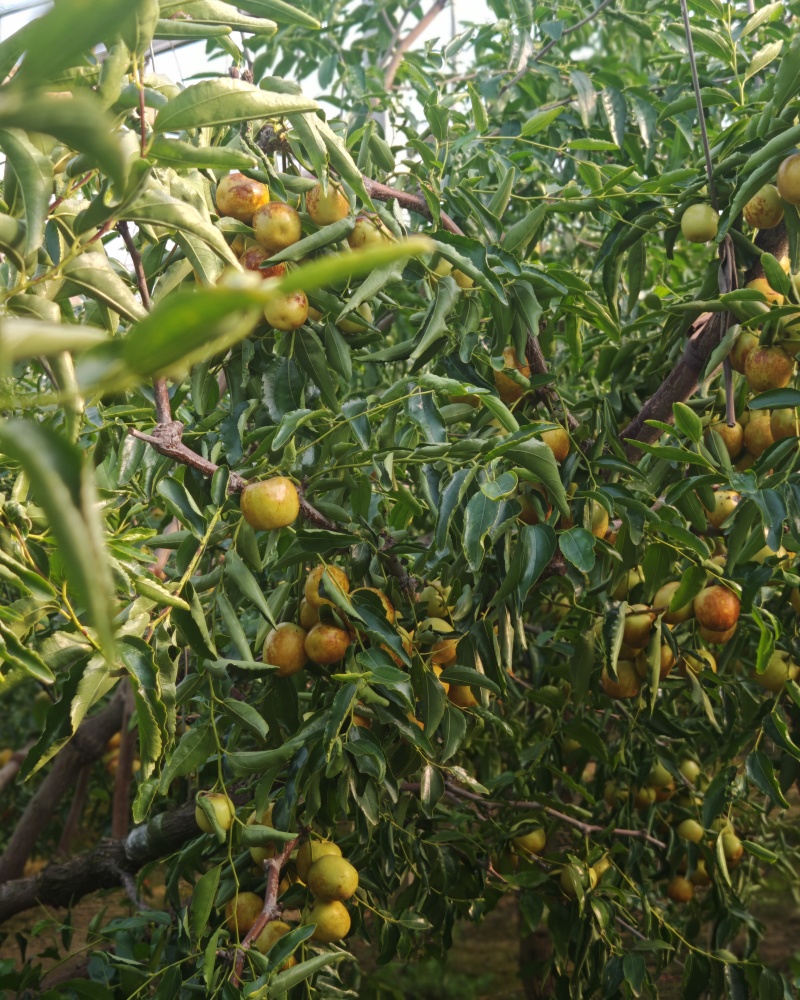 冬枣