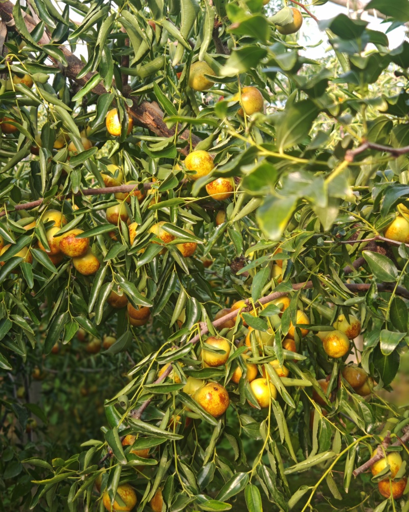 冬枣