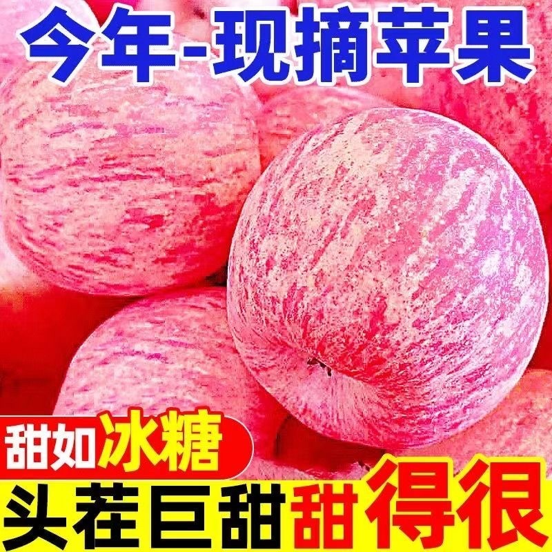 山东红富士苹果