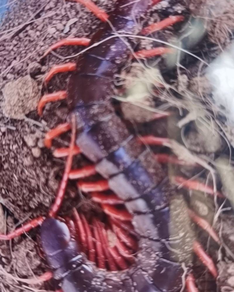 蜈蚣