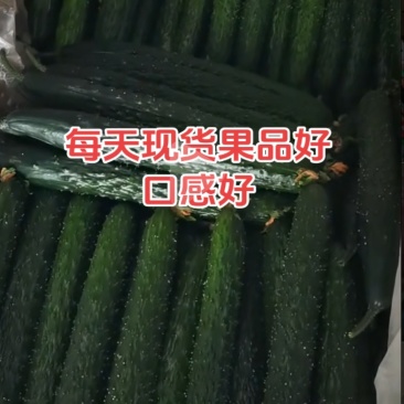 带刺鲜黄瓜果型漂亮口感脆甜每天现摘生吃熟吃都可