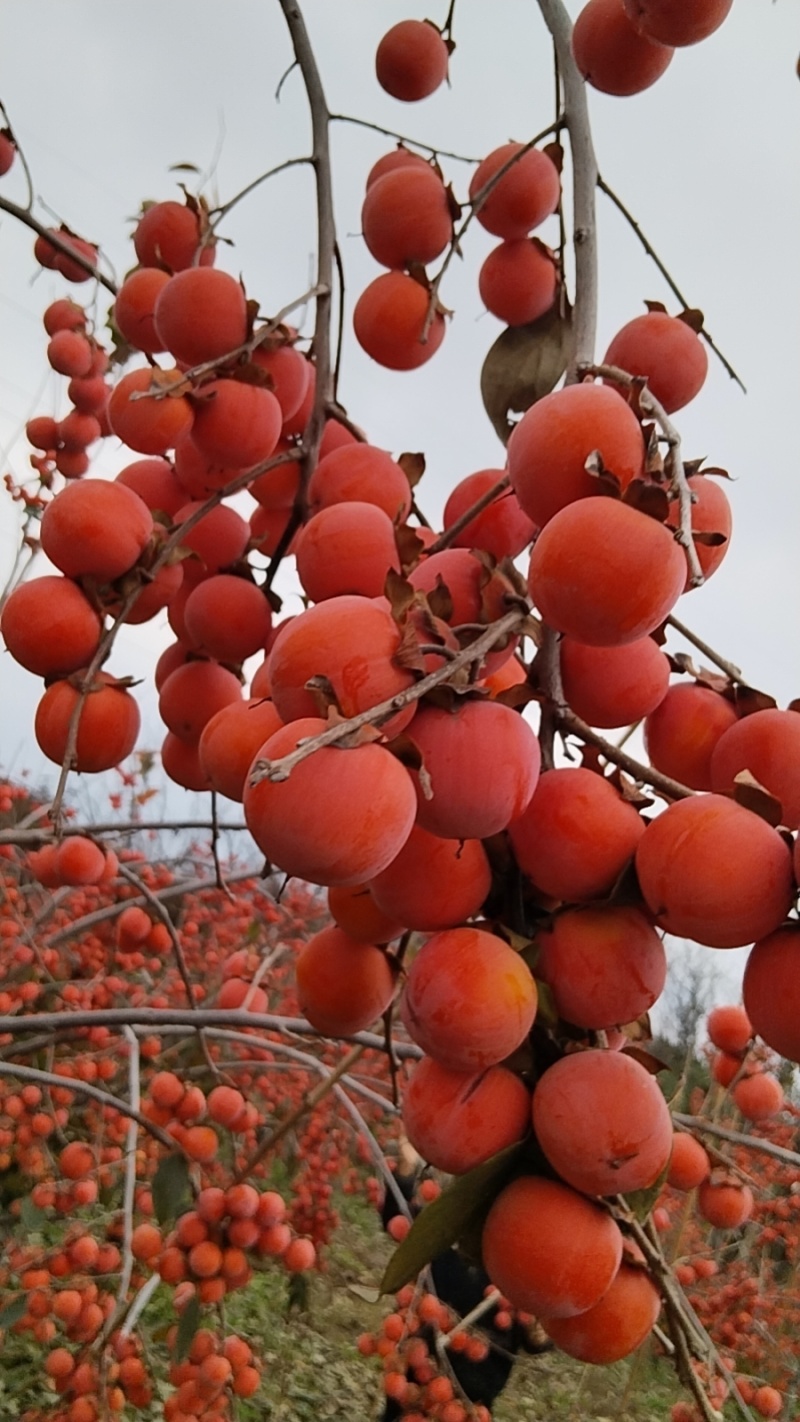 柿子，
