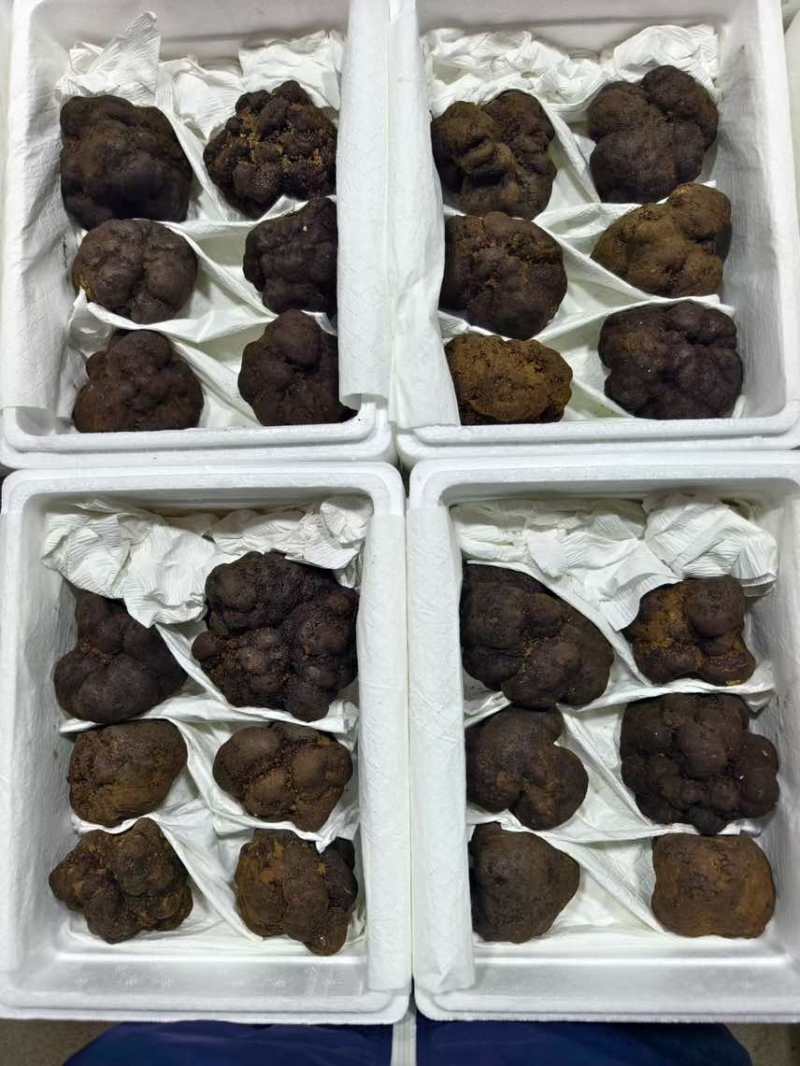 黑松露各规格有货