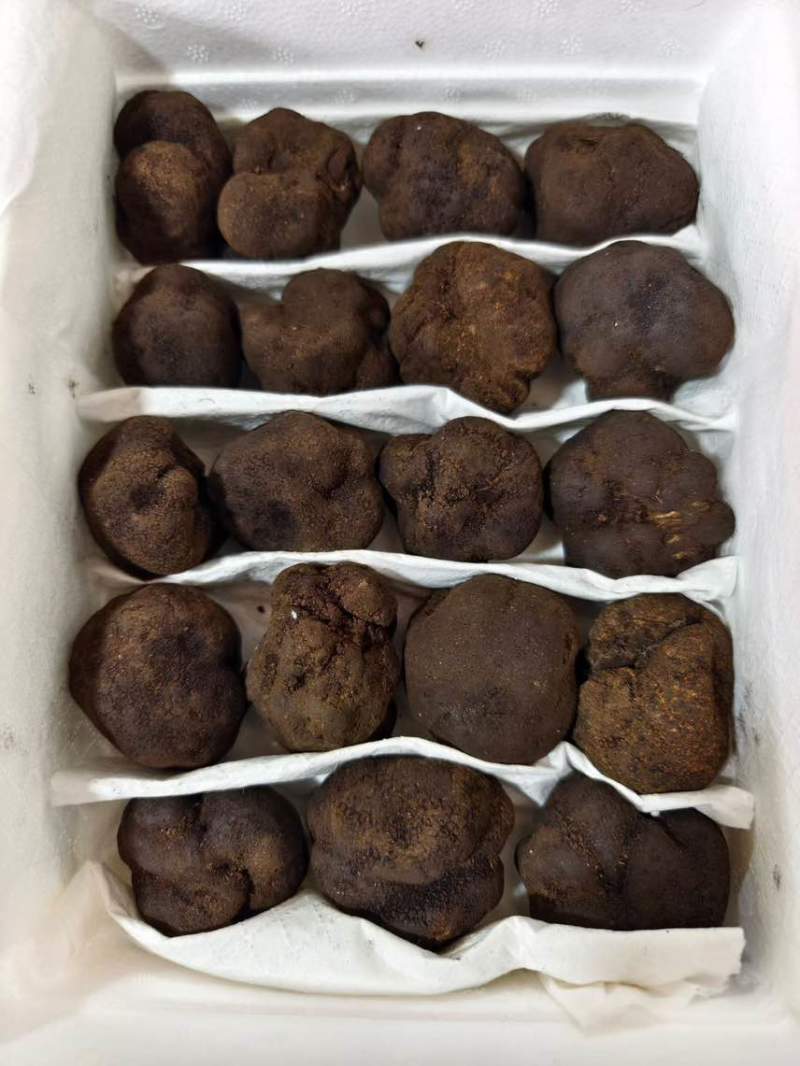 黑松露各规格有货