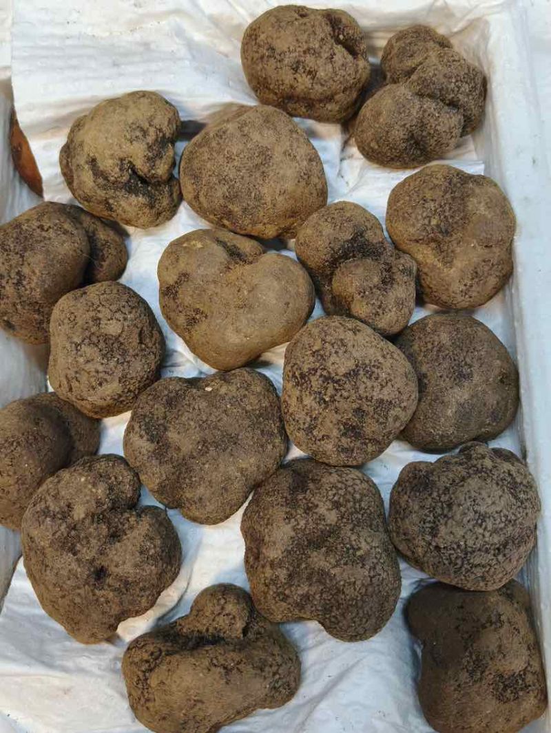 黑松露各规格有货