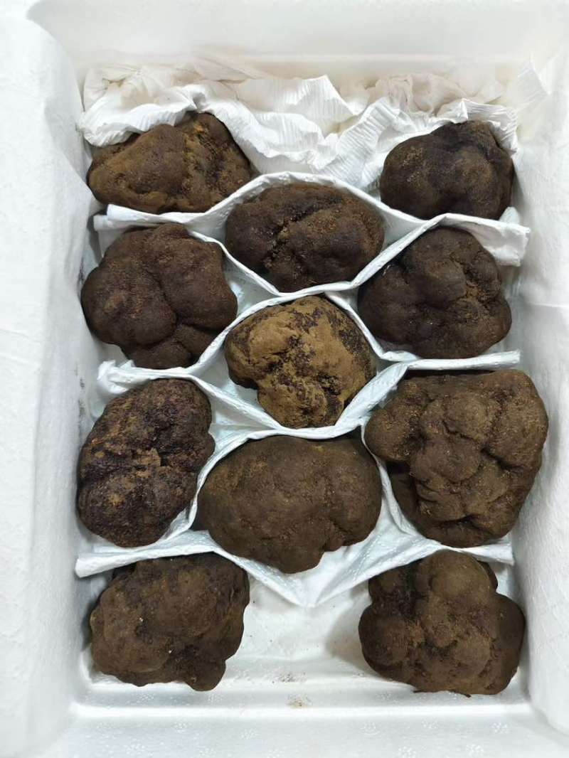 黑松露各规格有货