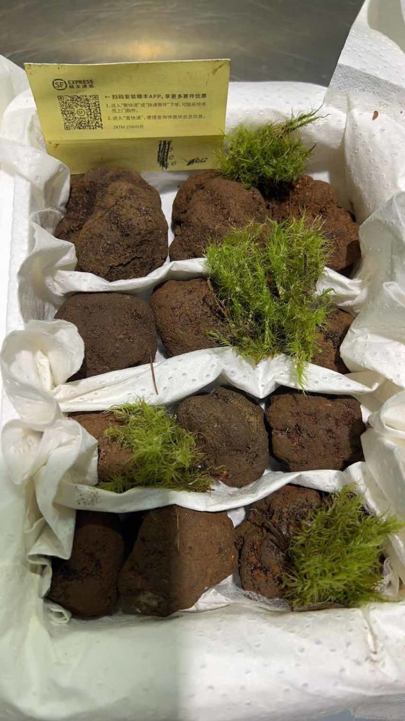 黑松露各规格有货