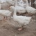 大鹅