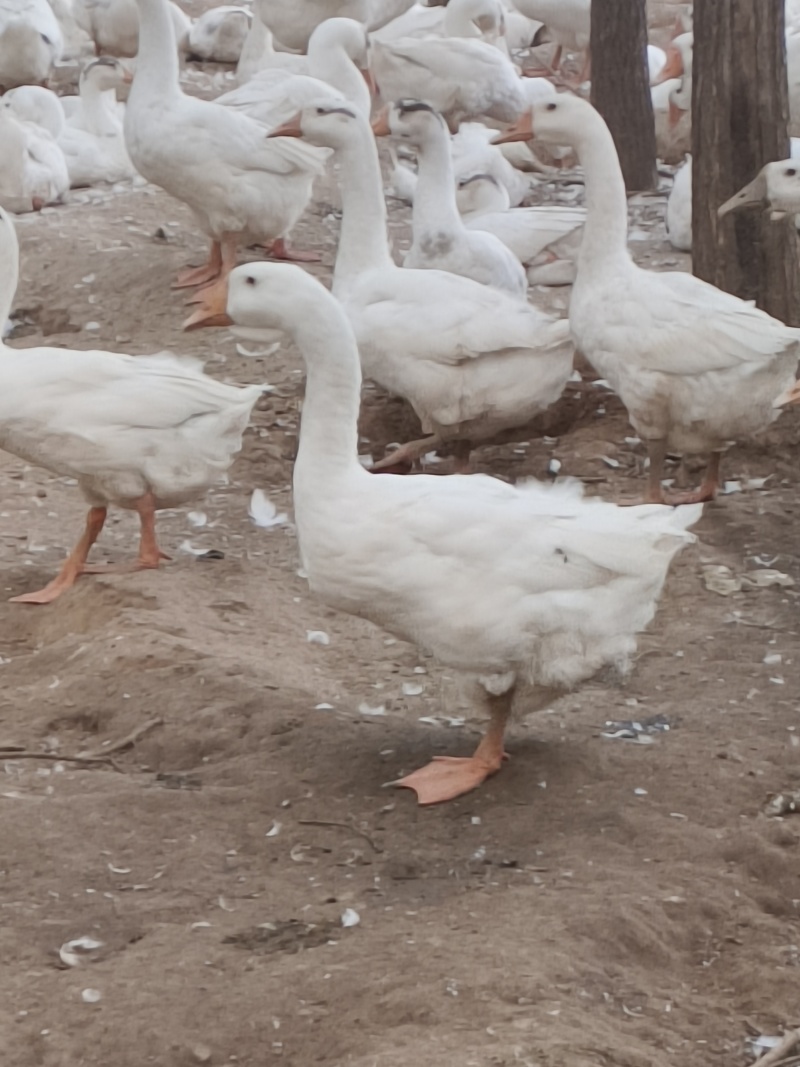 大鹅