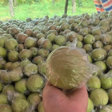 隰县玉露香梨