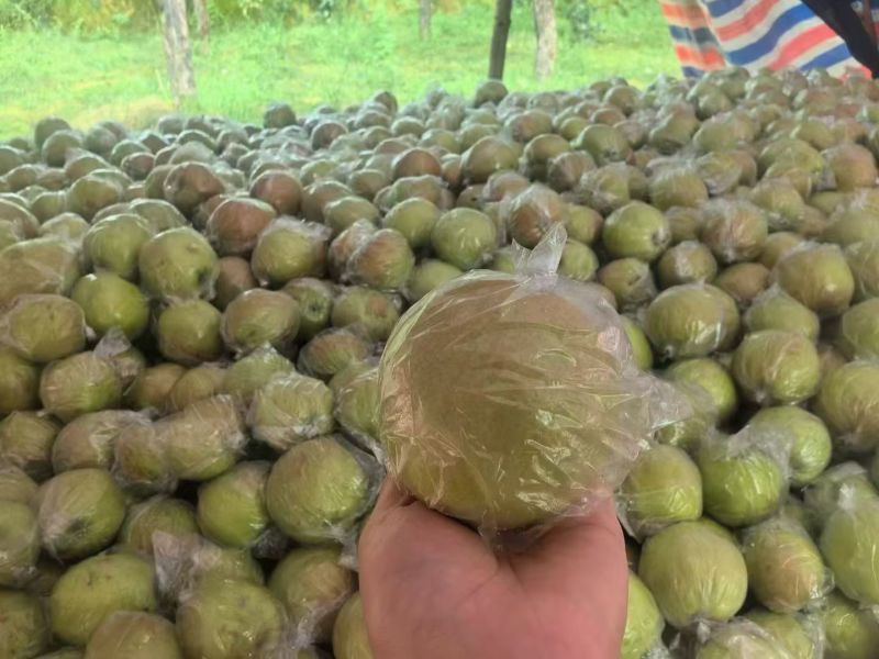 隰县玉露香梨