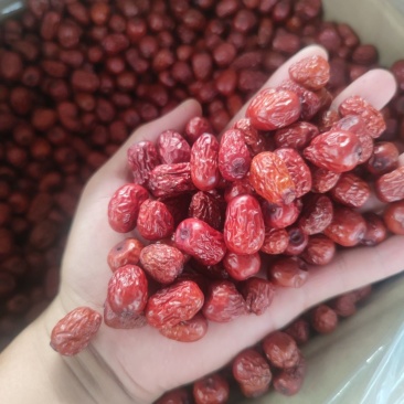 新疆灰枣
