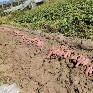 甘字堡沙窝地红薯