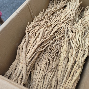 甜口防风精品手工挑选