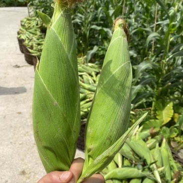高山甜玉米🌽货好无虫