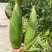 高山甜玉米🌽货好无虫