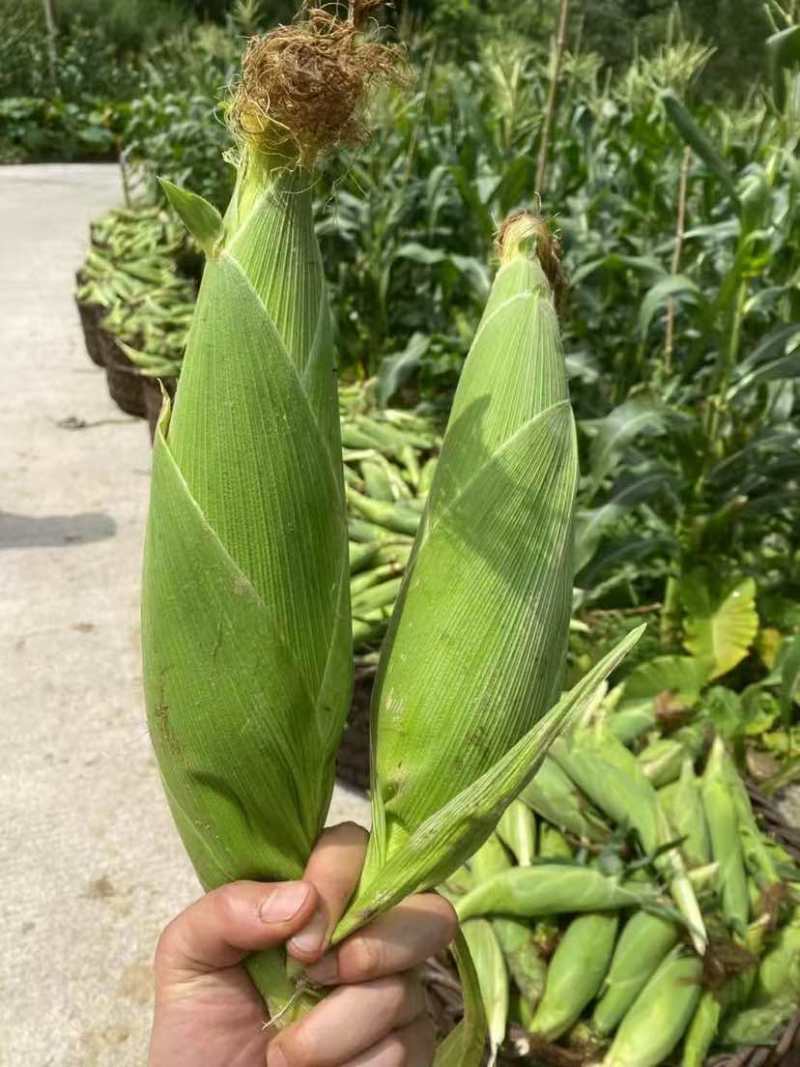 高山甜玉米🌽货好无虫