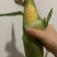 高山甜玉米🌽货好无虫