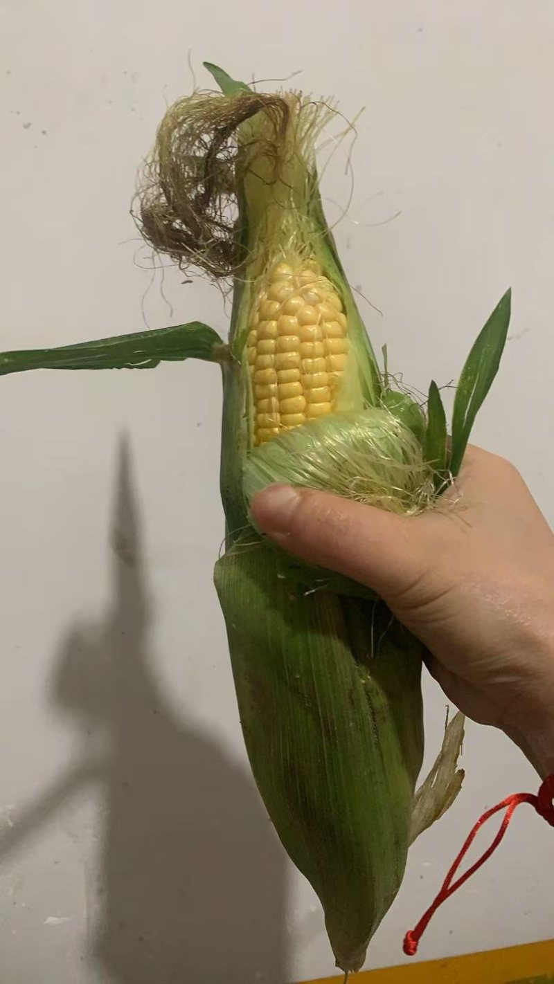 高山甜玉米🌽货好无虫