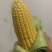 高山甜玉米🌽货好无虫