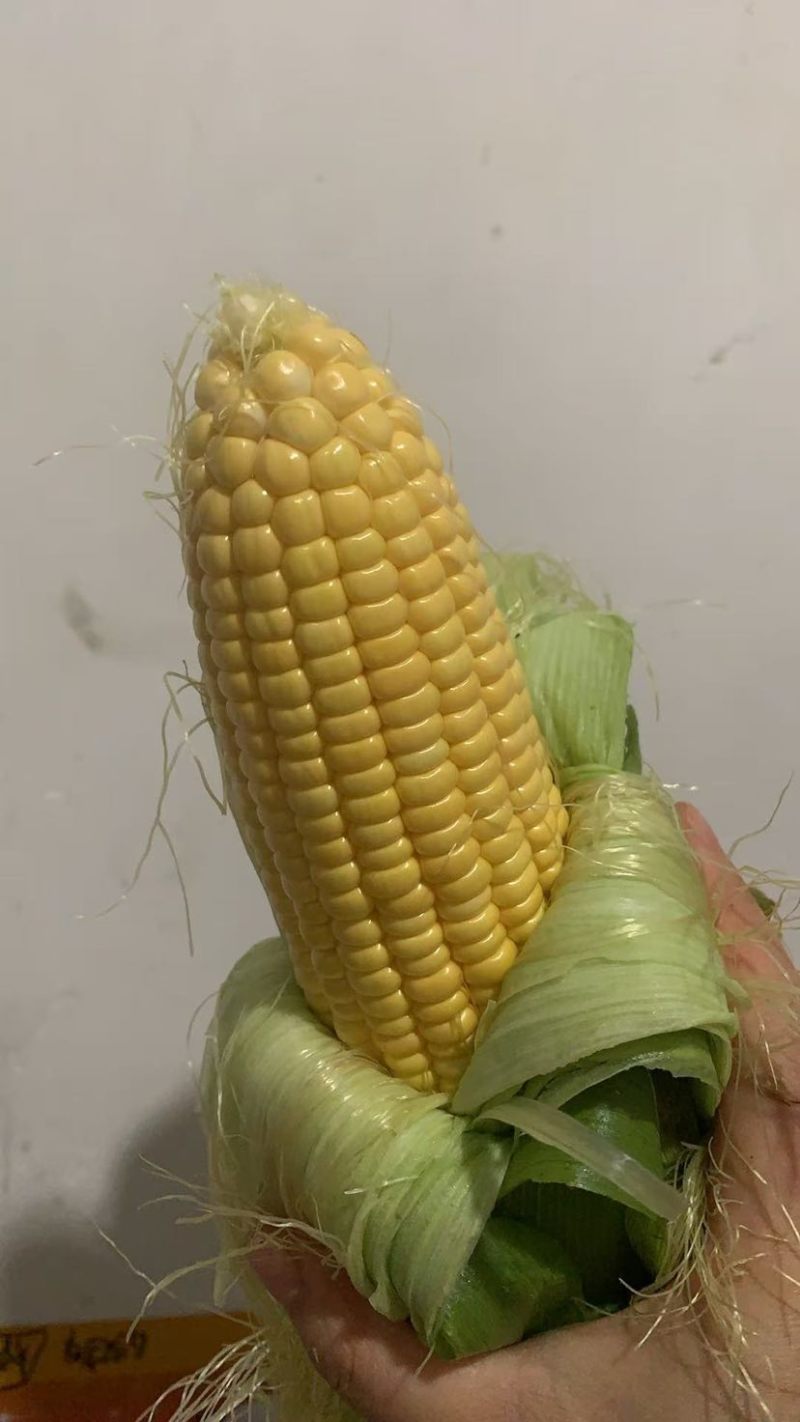 高山甜玉米🌽货好无虫