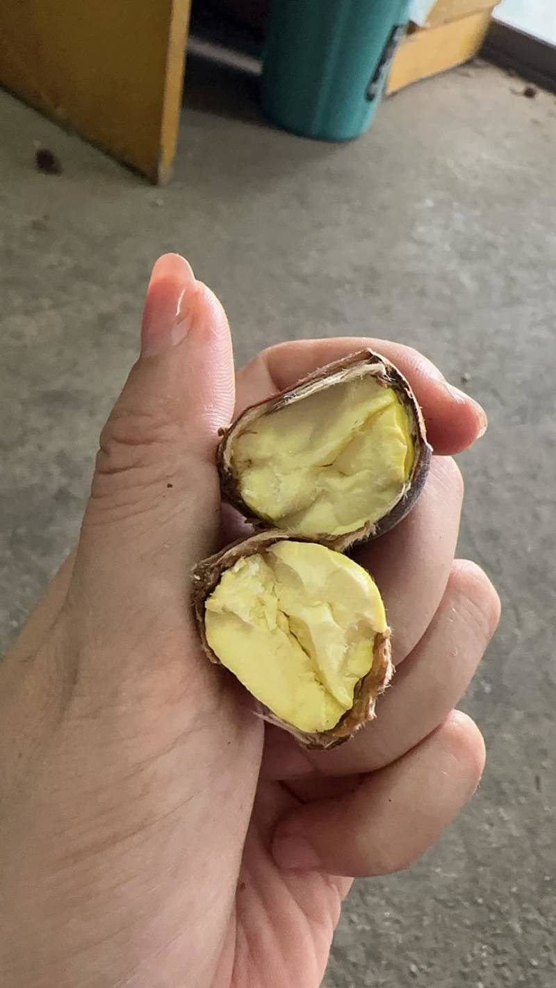 优质精品板栗油栗